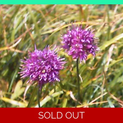 Allium kermesinum, 20 seeds
